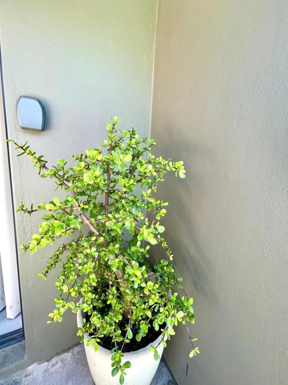 Ferienwohnung Tehillah On Boom Bothasig Exterior foto